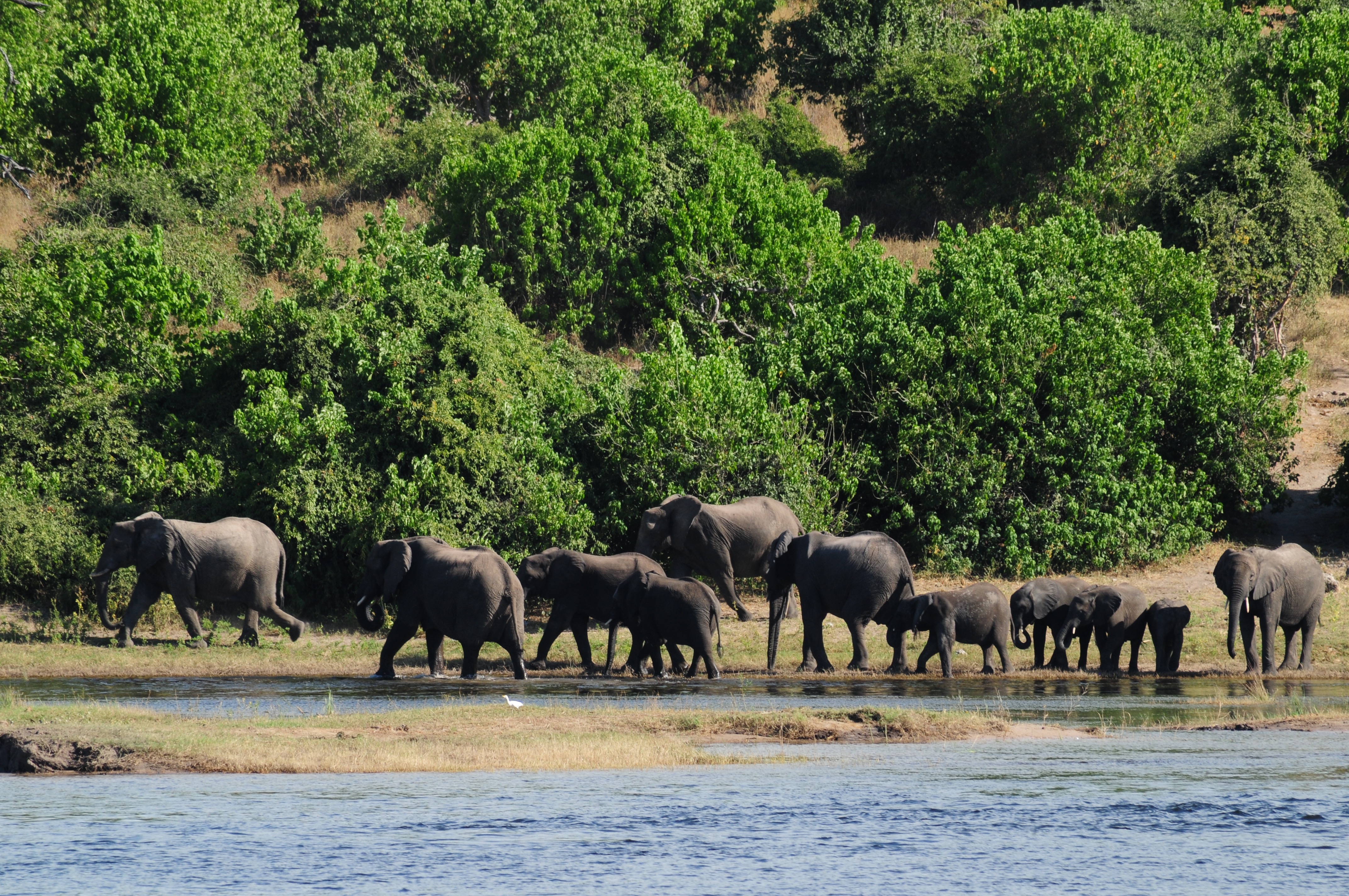Elephants on the banks