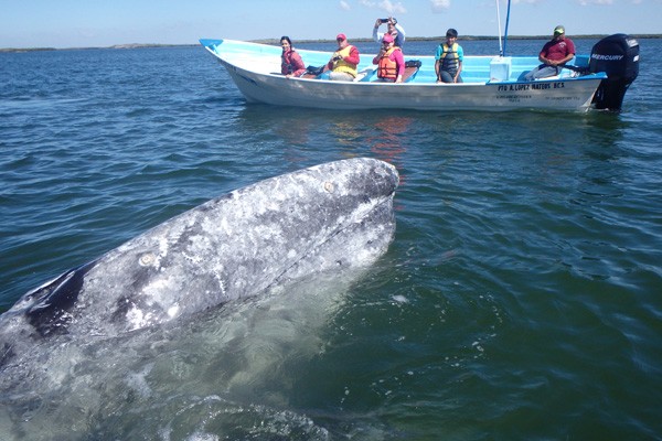 Whale in Sea of Cortez