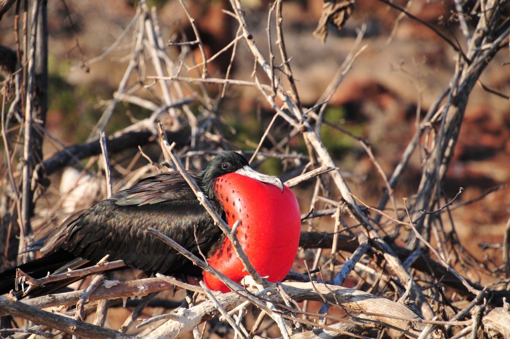 Frigate bird