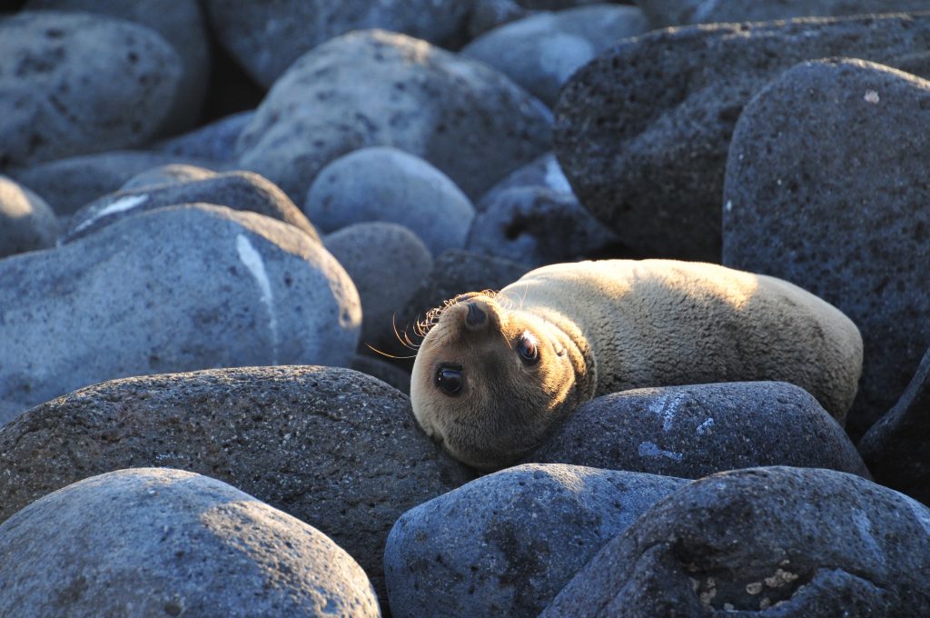Sea lion pup