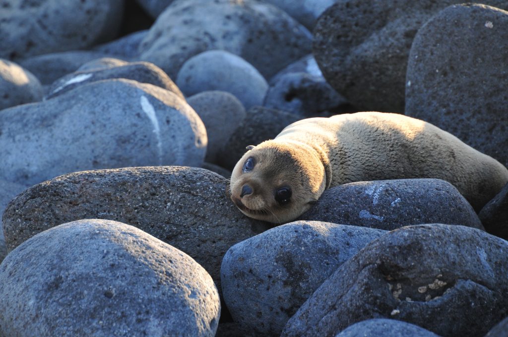 Sea Lion on Galapagos