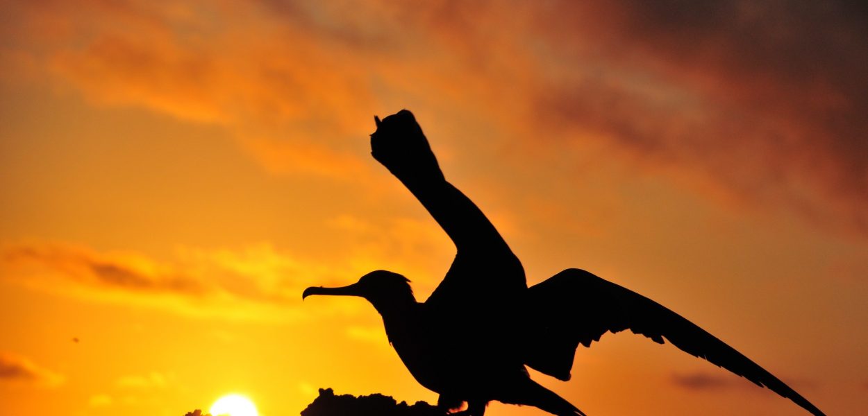 Wild and wonderful: Sailing the incredible Galapagos