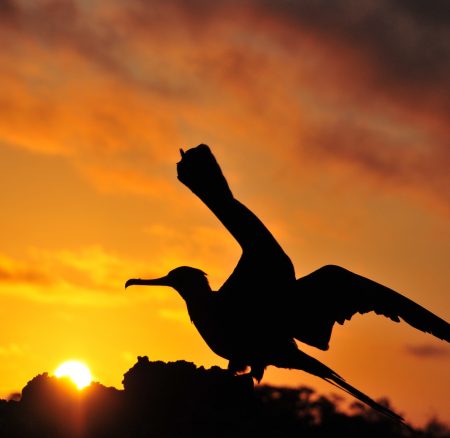 Wild and wonderful: Sailing the incredible Galapagos