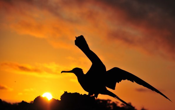 Cormorant