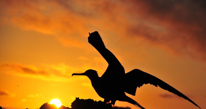 Cormorant