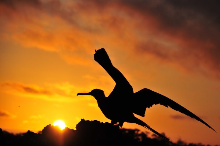 Cormorant