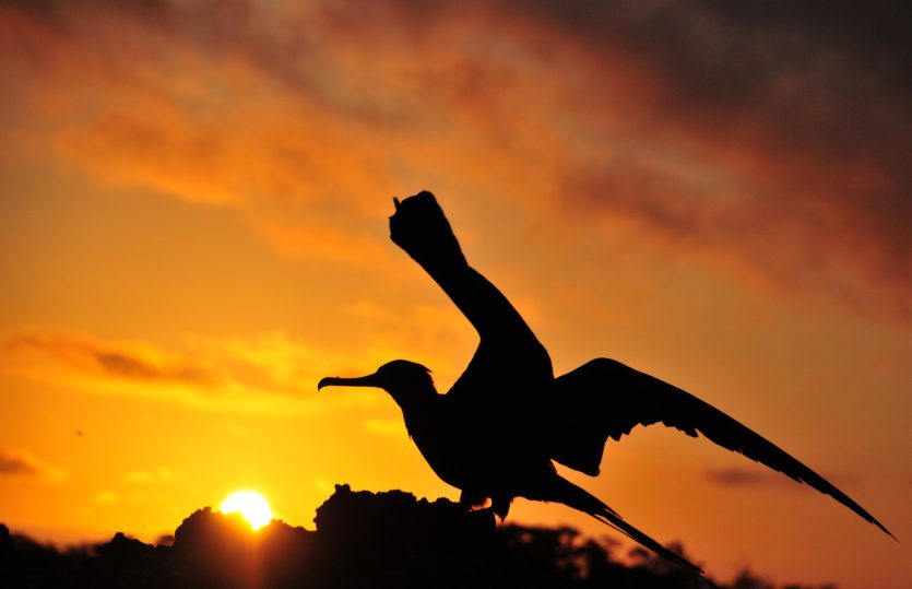 Wild and wonderful: Sailing the incredible Galapagos