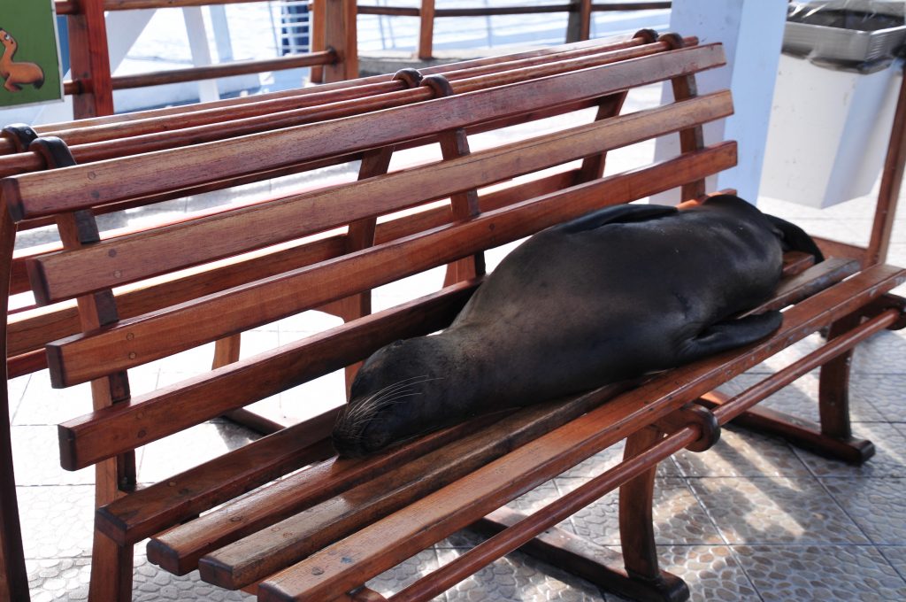 Sea lion on bench