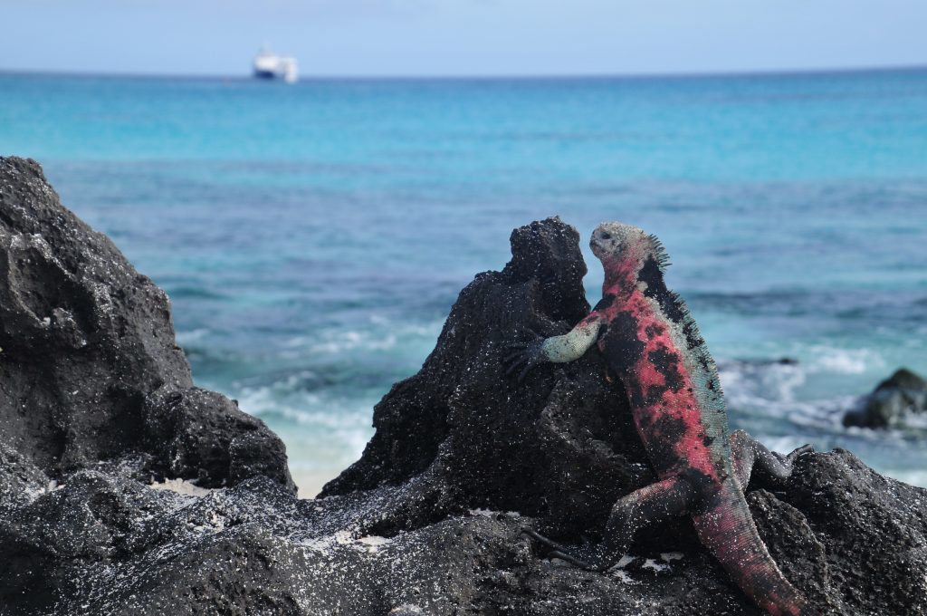 Marine iguana